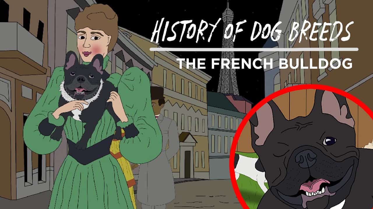 History of Dog Breeds: The French Bulldog!