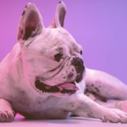 French bulldog laying on the floor