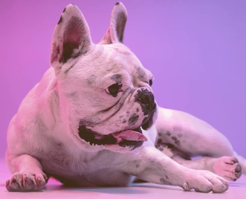 French bulldog laying on the floor