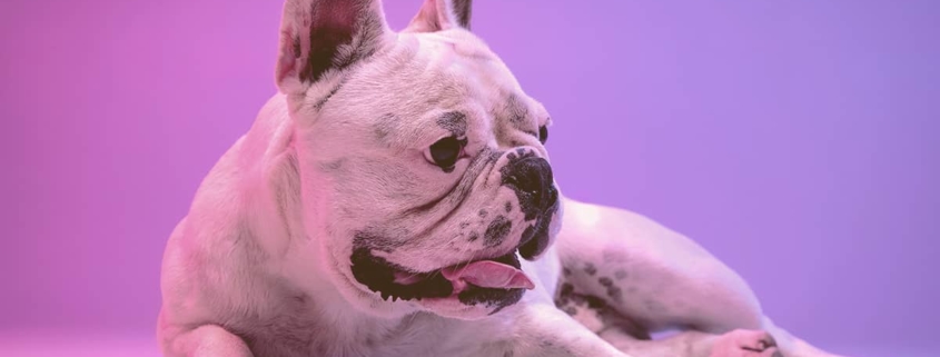 French bulldog laying on the floor