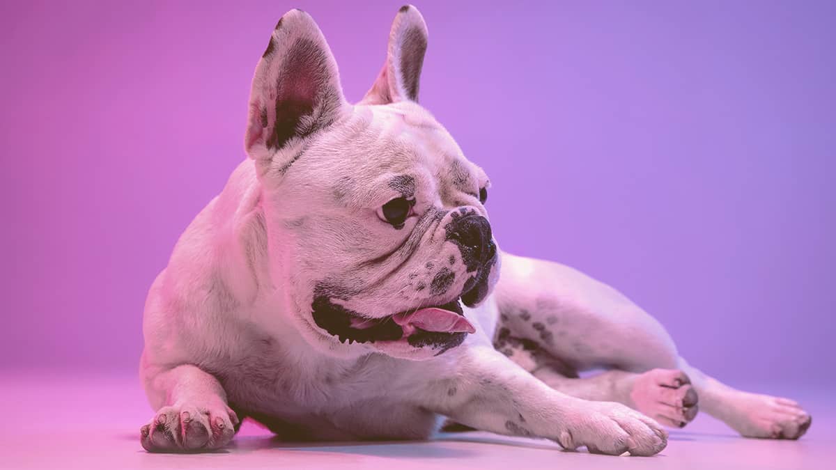 French bulldog laying on the floor