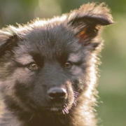 German Shepherd Puppy on alert