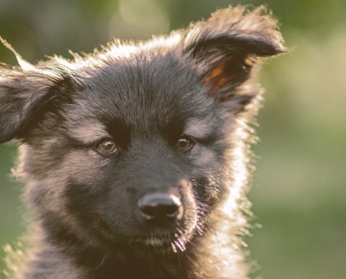 German Shepherd Puppy on alert