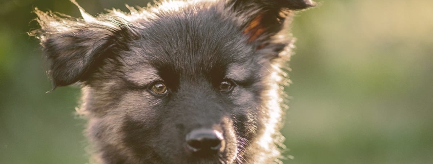 German Shepherd Puppy on alert