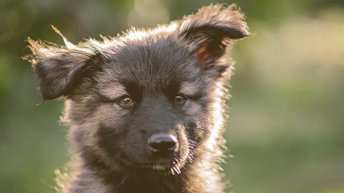 German Shepherd Puppy on alert