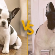 Mini French Bulldog vs French Bulldog