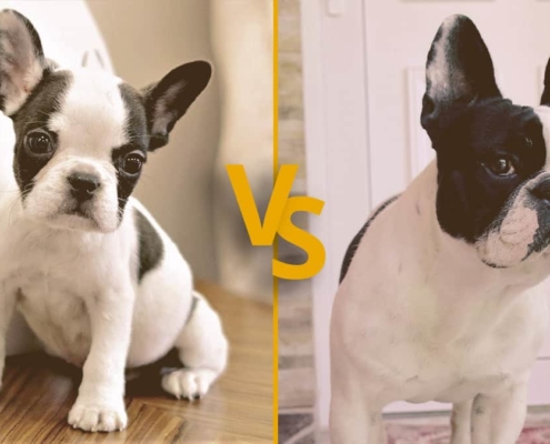 Mini French Bulldog vs French Bulldog