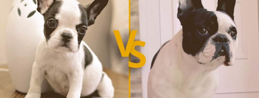 Mini French Bulldog vs French Bulldog