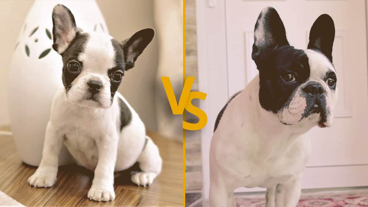 Mini French Bulldog vs French Bulldog