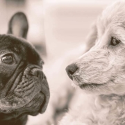 French bulldog and a Poodle