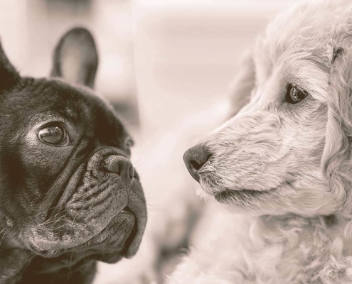 French bulldog and a Poodle