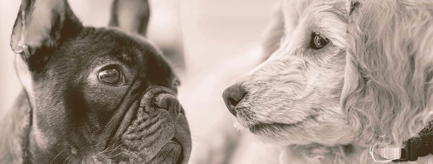 French bulldog and a Poodle