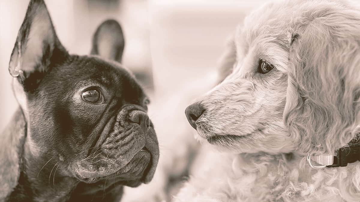French bulldog and a Poodle
