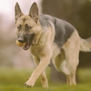 german shepherd playing with toy