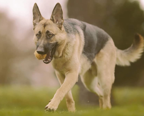 german shepherd playing with toy