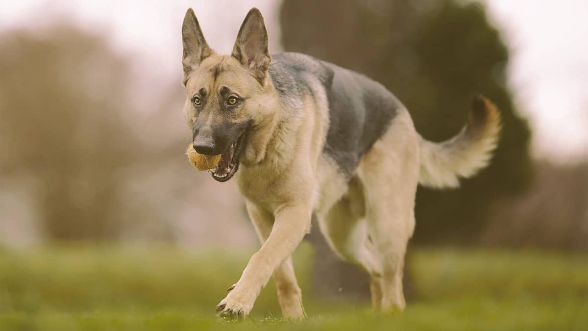 german shepherd playing with toy