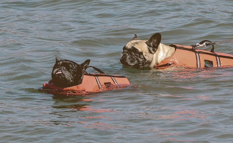 Two French bulldogs swimming in life jackets