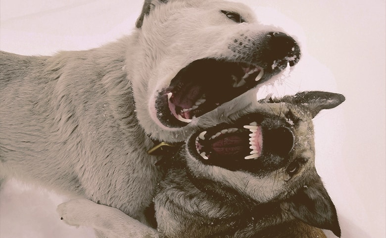 Two dogs fighting Two dogs fighting