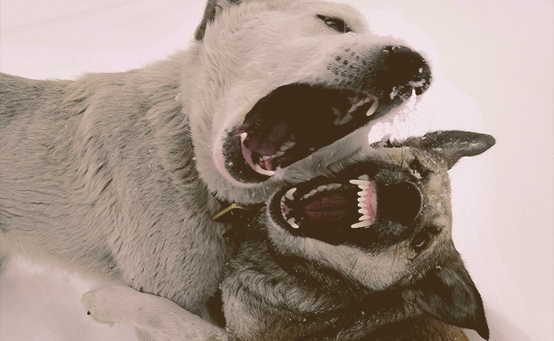 Two dogs fighting