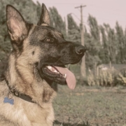 German Shepherd looking away