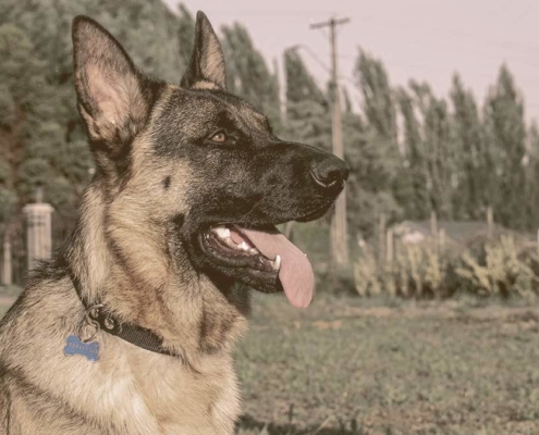 German Shepherd looking away