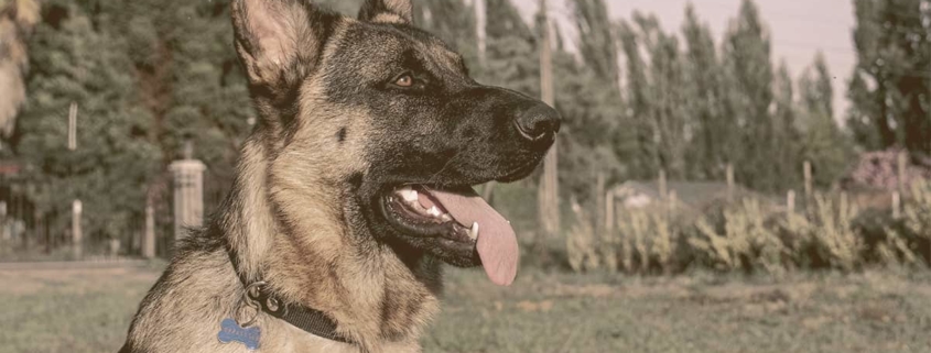 German Shepherd looking away