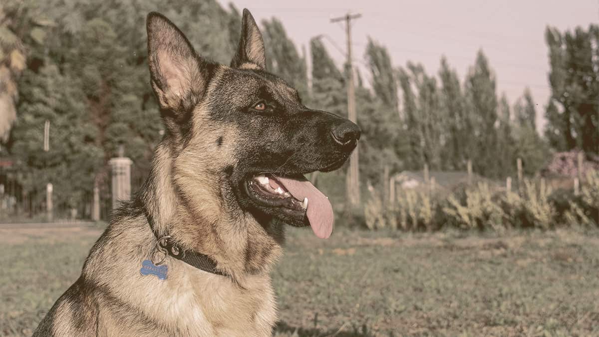German Shepherd looking away