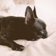 French bulldog laying down on a bed