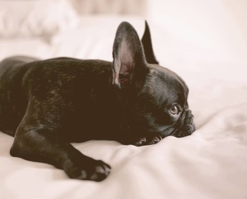 French bulldog laying down on a bed