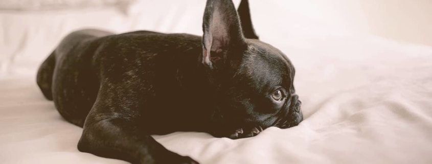 French bulldog laying down on a bed