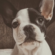 French Bulldog sitting looking