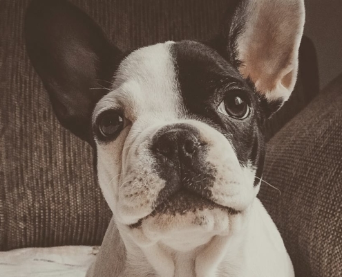 French Bulldog sitting looking