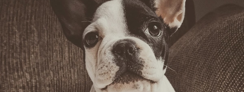 French Bulldog sitting looking