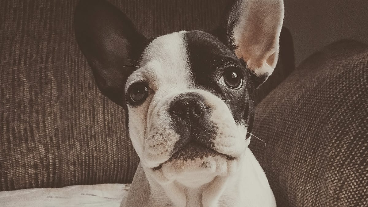 French Bulldog sitting looking