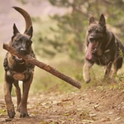 German Shepherd chasing the other with a stick on his mouth