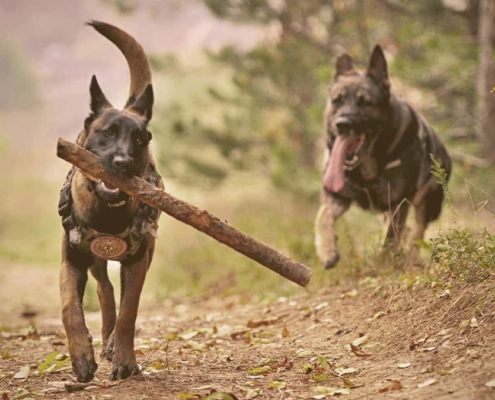 German Shepherd chasing the other with a stick on his mouth