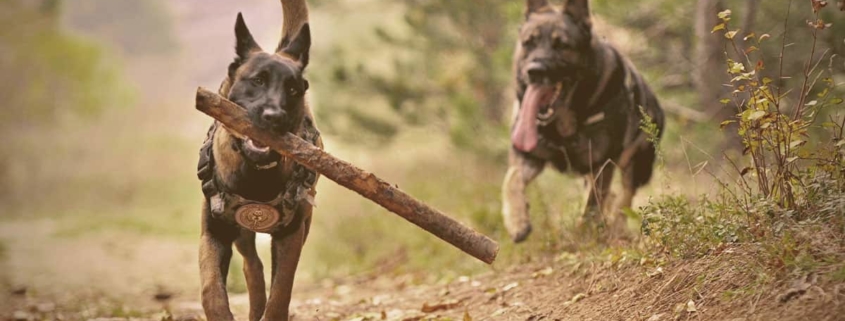 German Shepherd chasing the other with a stick on his mouth