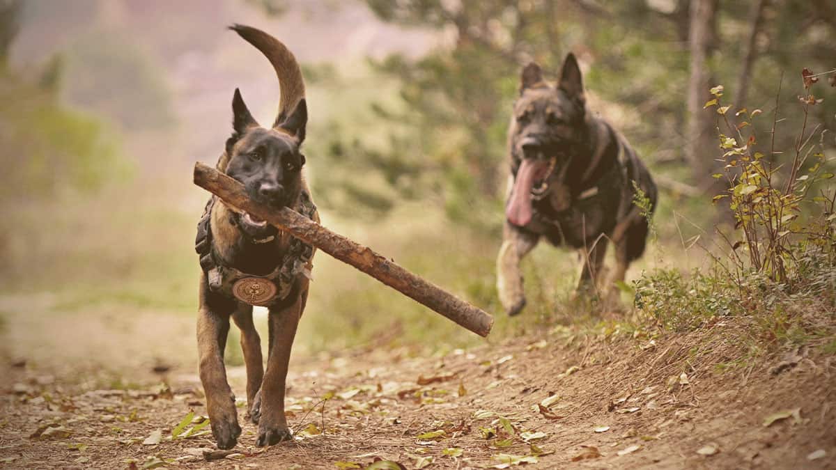 German Shepherd chasing the other with a stick on his mouth