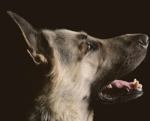 German Shepherd looking up