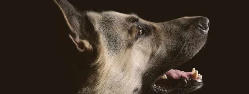 German Shepherd looking up