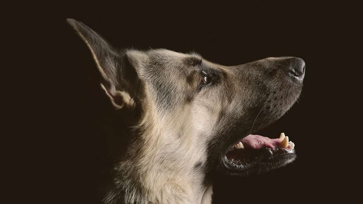 German Shepherd looking up