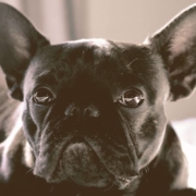 French bulldog looking