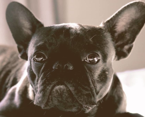 French bulldog looking