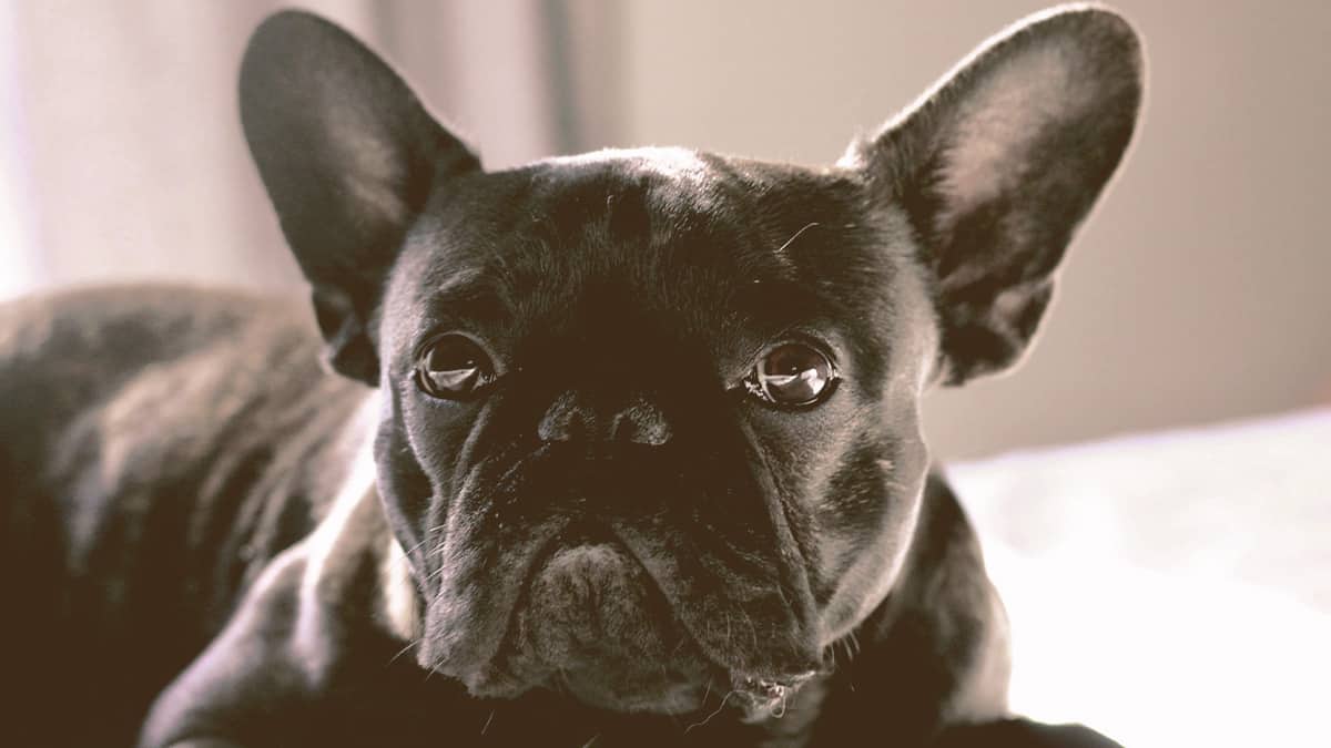 French bulldog looking
