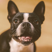 French bulldog showing his teeth