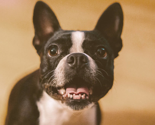 French bulldog showing his teeth