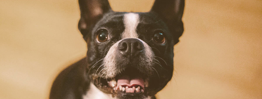 French bulldog showing his teeth