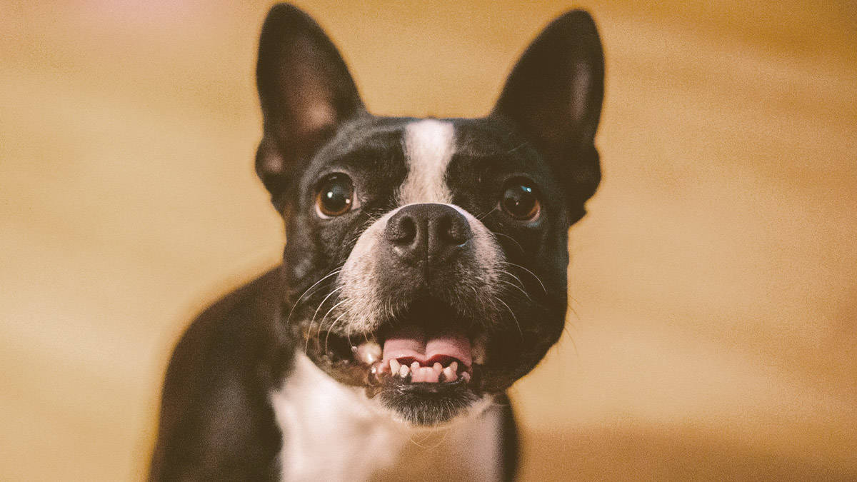 French bulldog showing his teeth