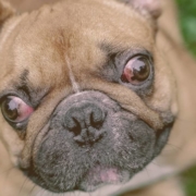 french bulldog with red eyes