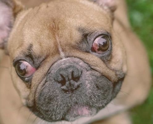 french bulldog with red eyes